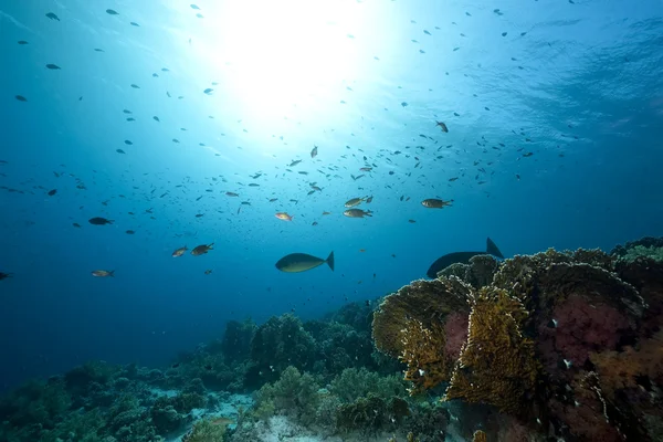 Óceán, korall és hal — Stock Fotó