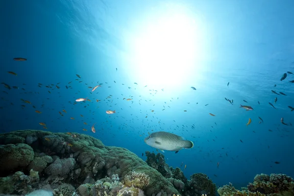 Ozean, Korallen und Fische — Stockfoto