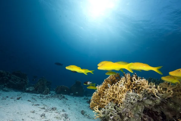 Yellowsaddle goatfish,ocean and coral — Stock Photo, Image