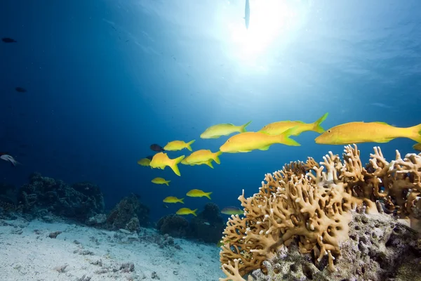Yellowsaddle ヒメジ、海と珊瑚 — ストック写真