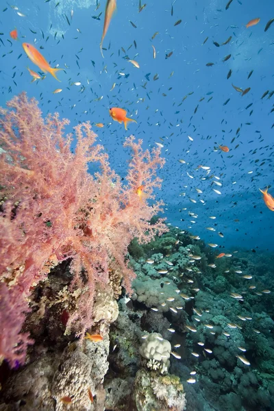 Oceaan, koraal en vis — Stockfoto