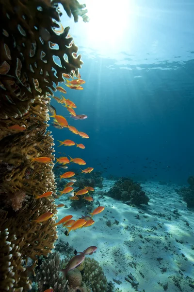 바다, 산호 및 물고기 — 스톡 사진