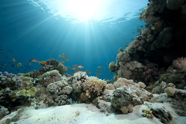 Ocean, koralowce i ryby — Zdjęcie stockowe