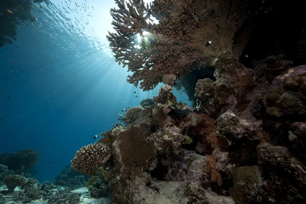 Ozean, Korallen und Fische — Stockfoto