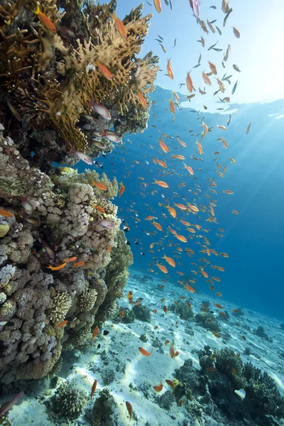海洋、珊瑚和鱼类 — 图库照片