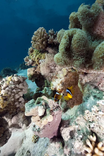 Ωκεανός, κοράλλια και ψάρια — Φωτογραφία Αρχείου