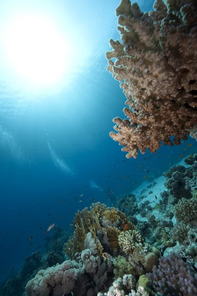 Oceán, korály a ryby — Stock fotografie