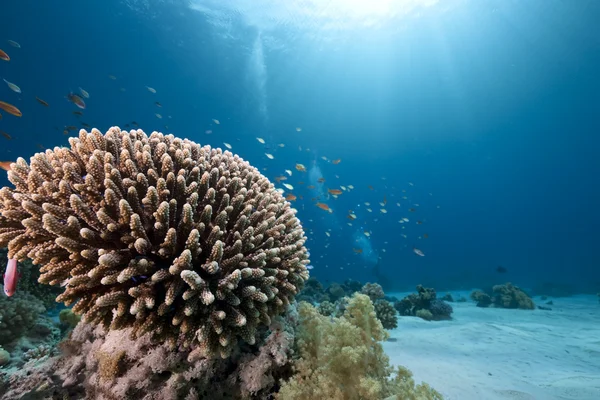 Океан, кораллы и рыба — стоковое фото