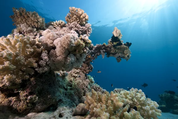 Ωκεανός, κοράλλια και ψάρια — Φωτογραφία Αρχείου