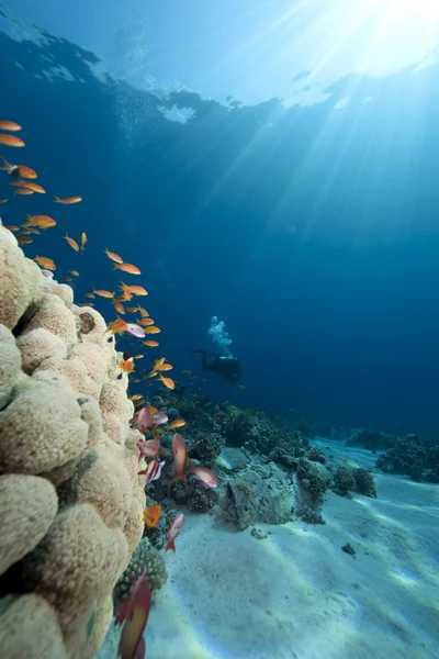 Океан, коралів і риб — стокове фото