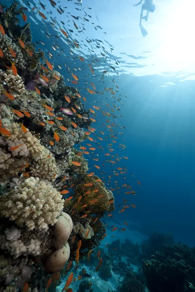 Океан, коралів і риб — стокове фото