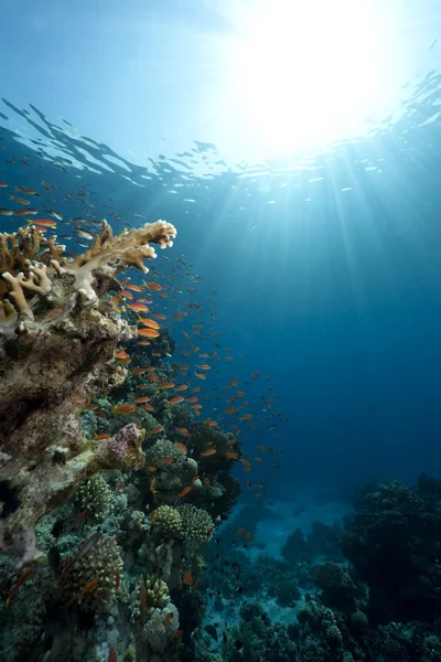 Ocean,coral and fish — Stock Photo, Image