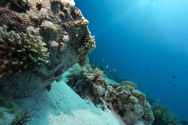 Océan, corail et poissons — Photo
