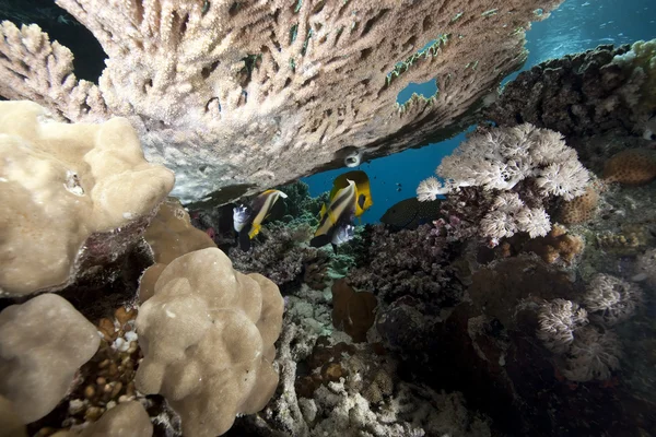 stock image Ocean, coral and fish