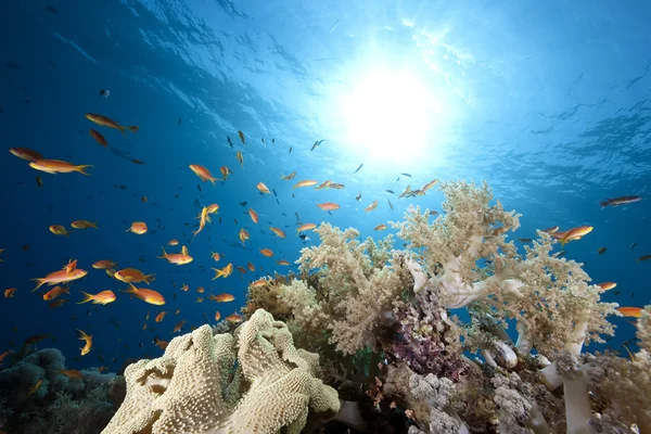 Okyanus, mercan ve balık — Stok fotoğraf