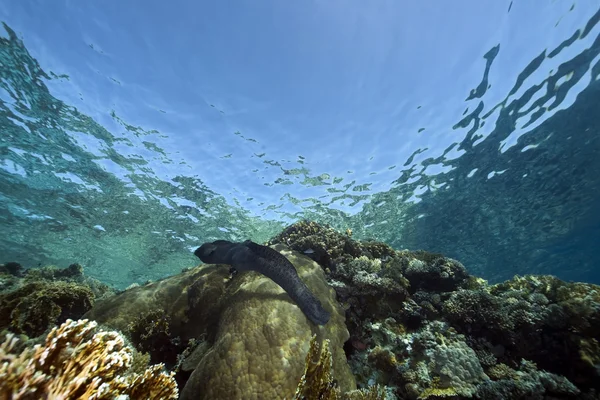 Moray gigante e oceano — Fotografia de Stock