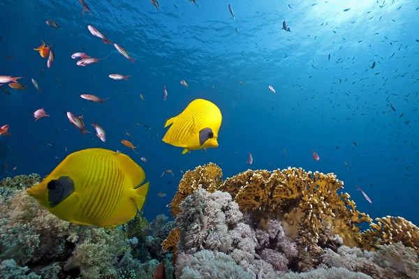 チョウチョウウオ科と海と珊瑚 — ストック写真