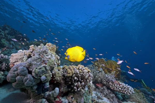 Butterflyfish, oceán a korály — Stock fotografie