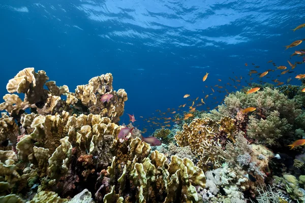 Океан, кораллы и рыбы — стоковое фото