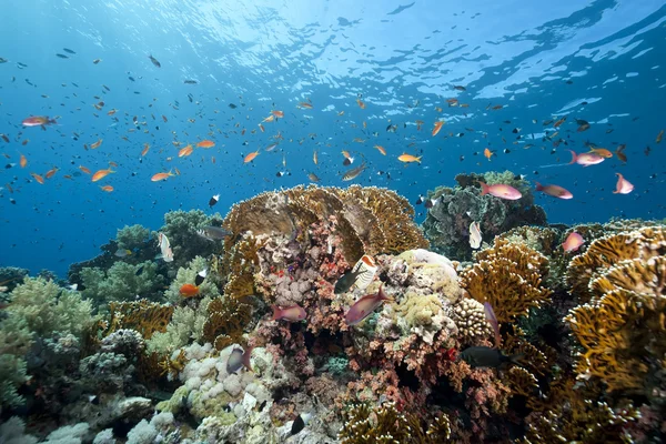 Ocean, coral and fish — Stock Photo, Image