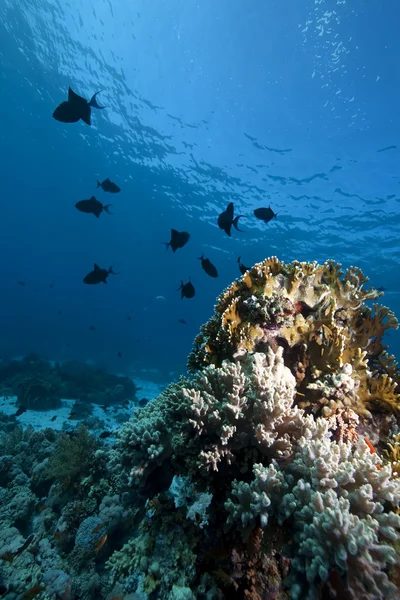 Óceán, korall és a halak — Stock Fotó