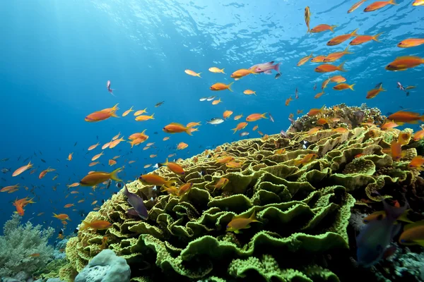 Ocean, coral and fish — Stock Photo, Image