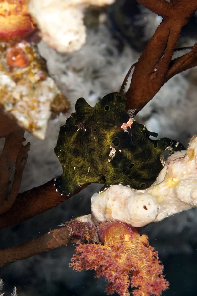 Geschilderde frogfish — Stockfoto