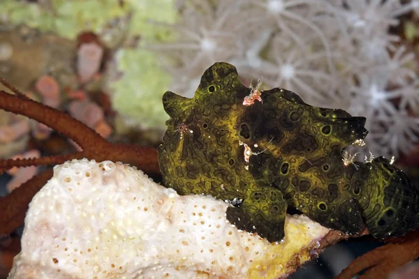 Boyalı frogfish — Stok fotoğraf