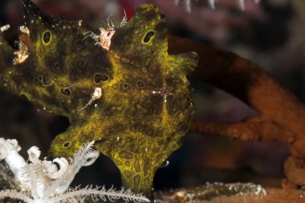 Boyalı frogfish — Stok fotoğraf