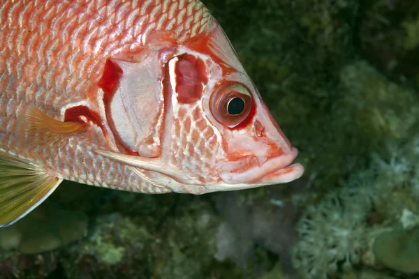 Peixe-esquilo de mandíbula comprida — Fotografia de Stock