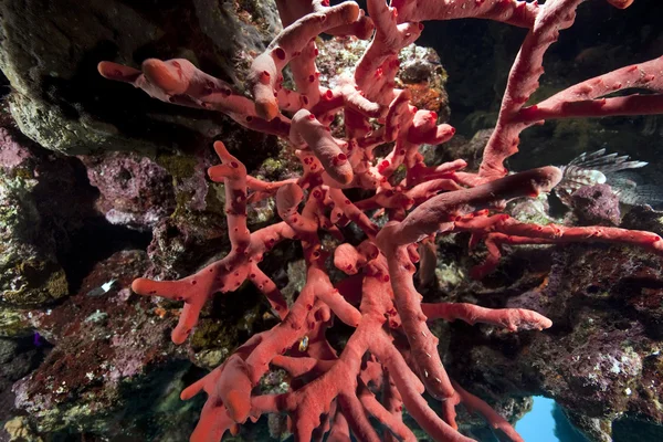 Giftige vinger koraal — Stockfoto