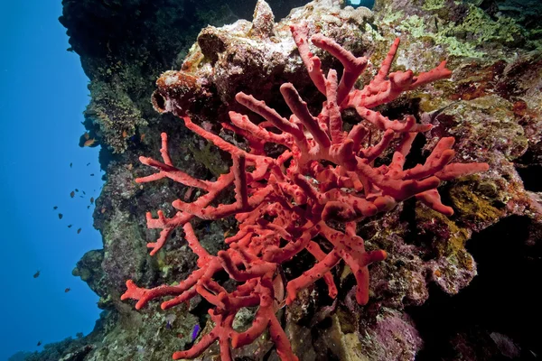 有毒的手指珊瑚 — 图库照片