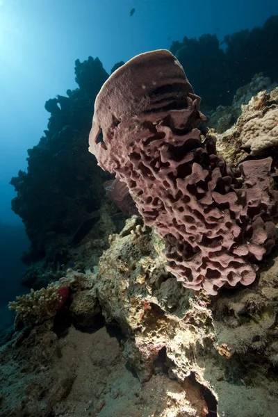 Кораллы и рыба — стоковое фото