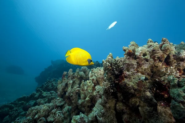 サンゴと魚 — ストック写真