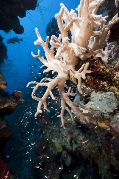 Coral y pescado — Foto de Stock