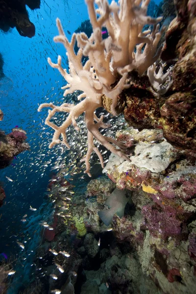Balık ve mercan — Stok fotoğraf