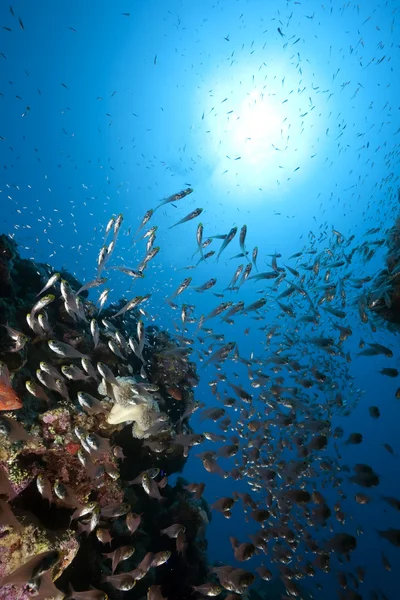 바다와 glassfish — 스톡 사진