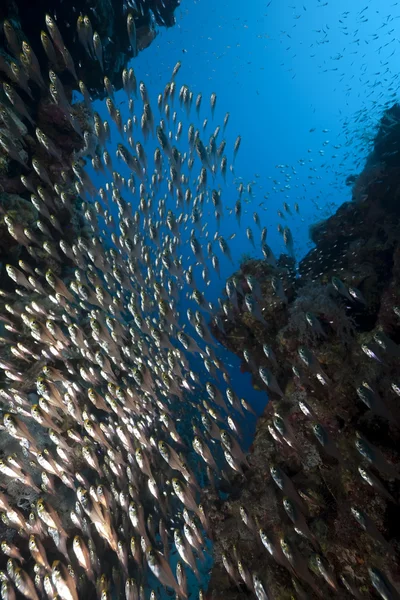 Oceano e pesce vetro — Foto Stock