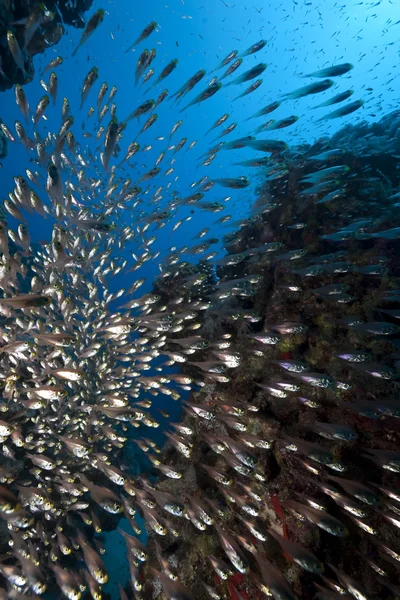 海洋和 glassfish — 图库照片