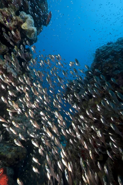 Oceano e glassfish — Fotografia de Stock