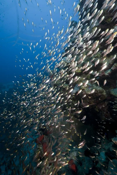 Океан и стеклянные рыбы — стоковое фото