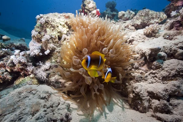 Sasanka a anemonefish — Stock fotografie