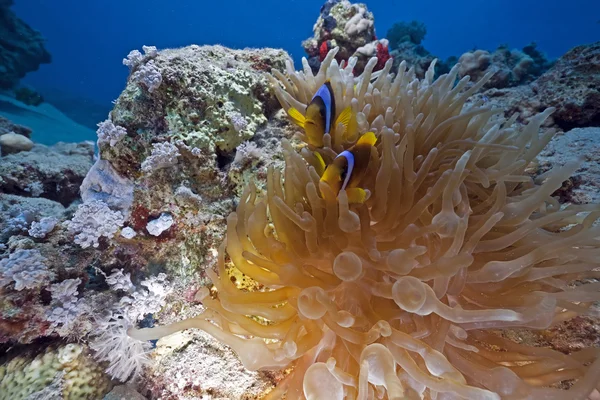 Anemone and anemonefish — Stock Photo, Image