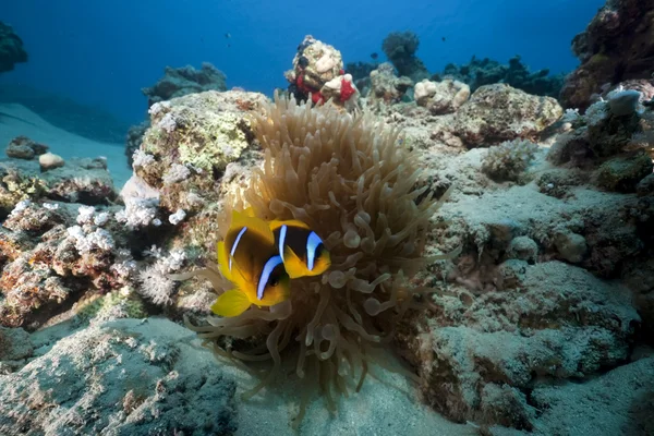 Anemon i anemonefish — Zdjęcie stockowe