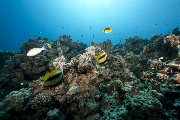 Oceaan, koraal en vis — Stockfoto