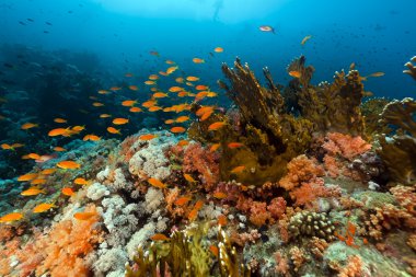 Kızıl Deniz 'de balık ve tropikal resif.