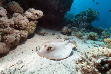 Bluespotted stingray in the Red Sea. clipart