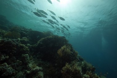 Kızıl Deniz 'de tropikal resif ve balık.