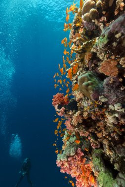 tropik resif ve red Sea diver.