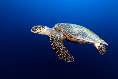 Kızıl Deniz 'de Şahin gagalı kaplumbağa.